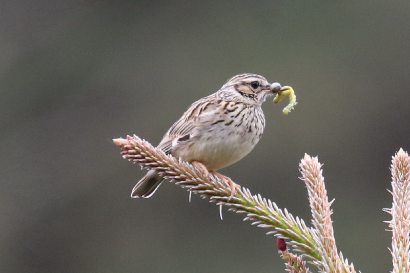 Heidelerche Vogelfotos