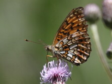 Braunfleckiger Perlmutterfalter