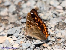Kleiner Schillerfalter