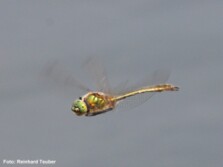 Falkenlibelle