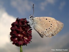 Heller Wiesenknopf-Ameisenbläuling
