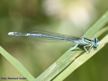 Blaue Federlibelle
