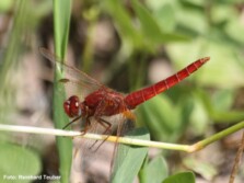 Feuerlibelle